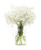 Gypsophila flowers wedding wedding flowers White million stars family life flowers with flowers subscription