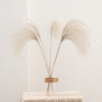 WULIHOME dusts small reeds dry flower pendulum pieces matching vases table swing pieces shop decoration photo props