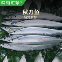 Saury barbecue ingredients saury seafood aquatic products fish