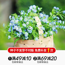 Hongyue flower seeds Lu Binghua Lupine Fragrant Snowball Forget-me-not Blue pot flower dragon face flower Snapdragon autumn sowing