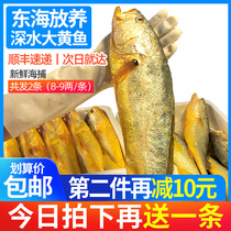 Zhoushan deep-water large yellow croaker has a total of 2 Ningbo fresh yellow croaker marine fish seafood fresh fish chilled