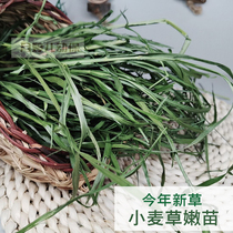 2021 Preferred Wheat Grass Hay Hay Wheat Miao Grass Rabbit Dragon Cat Guinea Guinea Pig Goat Hump Pet Rabbit