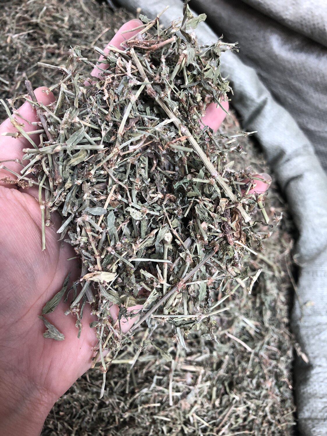 扁蓄500克 萹蓄草 地萹蓄 牛鞭草 牛筋草 扁速草 正品幹品種