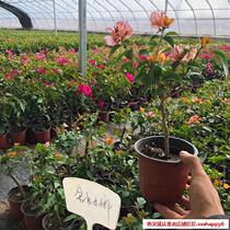 Potted bonsai seedlings Big plum triangle fertilizer plant pink cold-resistant heat-resistant belt small climbing shape new varieties of flowers