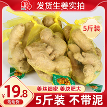 Shandong Laiwu Ginger rhubarb ginger ginger 5kg fresh ginger washed and muted ginger