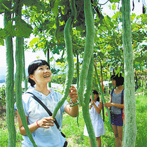 Snake bean and snake melon seeds Four Seasons sowing extra large gourd spring Four Seasons ornamental seeds wild vegetables potted vegetables