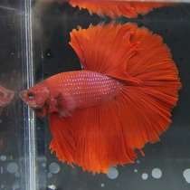 Thai Half-moon Live Selection Fish Live Moon Photobucket Fish Live Selection Fish Fancy Half Moon Watch Freshwater Tropical Fish
