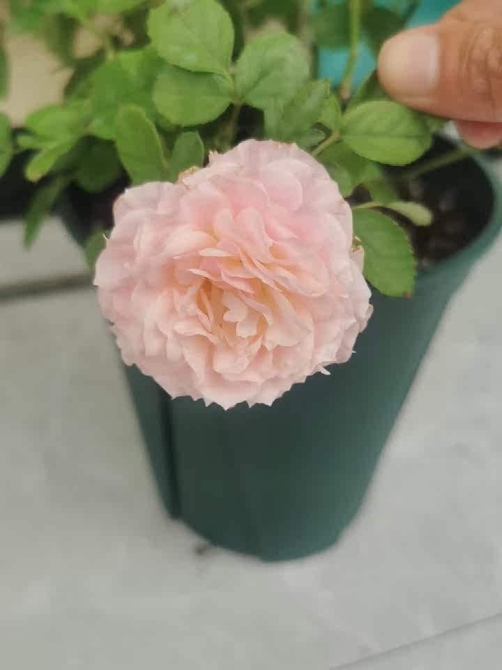 真实测评微月海神王花卉好不好呢？请问怎么样？内行分析实际情况