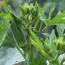 Okra seeds are sown in the four seasons on the balcony potted rapeseed. Now grow Shouguang vegetables red seedlings yellow okra