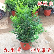 Four seasons evergreen Jiulixiang green plant potted indoor and outdoor flowers Jiulixiang flowers can repel mosquitoes flowering incense