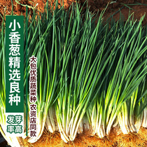 Small shallot seeds garden balcony planting vegetables can be regrown spring and autumn Four Seasons sown easy-to-grow vegetable seeds 10 grams