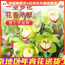 Cymbidium easy to raise cold-resistant multi-season flowering indoor and outdoor living room bonsai flower potted seedlings Beijing city distribution