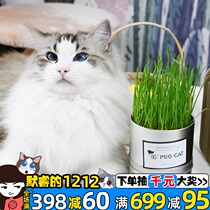 Easy and good planting DIY planting set Cat Grass set cat snacks for hair cleaning ball