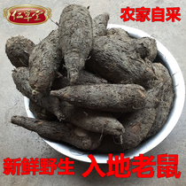 Fresh wild ground mouse Drill ground mouse Bai Gu Shou flower head Purple Jasmine root Chinese Herbal Medicine 500g