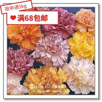 Flower edge Pickles imported flower seeds * British TM * Carnation colorful lemon orange striped giant shark 5