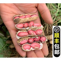 Fresh peanuts with shell now dig wet peanuts Hubei special production farmhouse self-planted red piste raw white peanuts 3) 5 catties