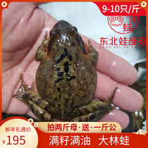 Northeast forest frog Changbai Mountain two female forest frogs live toads straight hair live snow clams 9-10 a catty