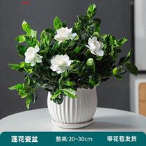 Gardenia Flowers Potted Large Leaf Heavy Flap Gardenia Flowers All Season Blossom Gardenia With Flower Bud Intense Aroma Type