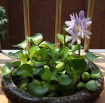 Aquatic water cultivation green planting floating water hyacinth water grass mini potted landscape plant aquatic water cultivation flower