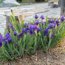 Landscaping seedlings Garden Plants Flowers Iris seedlings Aquatic iris seedlings Blue flowers Phalaenopsis seedlings Root flowers