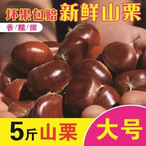 5 kg 2019 fresh chestnuts Large mountain chestnuts farm specialty hairy chestnuts Qianxi chestnut fresh chestnuts specialty