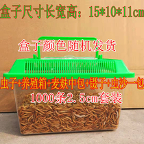 Tenebrio live yellow mealworm live insect bread bug bird fish bird fish turtle warehouse snack thrush bird feed parrot