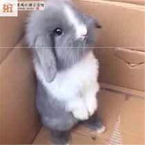 Net Red Rabbit Living Things Pets Covets Tea Cup Rabbit Mini Princess Rabbit Dwarf Rabbit Small Little White Rabbit