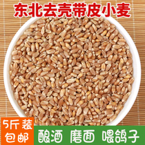 5 jin pack 2021 new wheat northeast with skin wheat grain feed brewing nest feeding pigeon bird food grain package