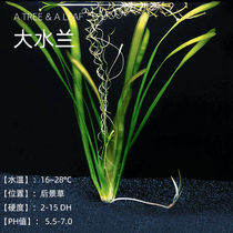 Fish era] Fish tank cloth view Grand water Ranking water grass water Leaf Middle Back View Ornamental and Scape Special Price Promotion