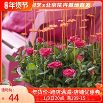 Rose potted plant with flower bud Four Seasons indoor balcony flower seedling potted flower mini Rose