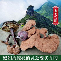 Guizhou wild Ganoderma lucidum dried Chinese herbal medicine pruning Super Red Forest Sesame grass 500g genuine wine Tea cut