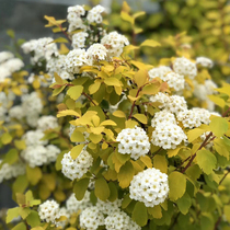 (Hongyue) Spiraea Kasper powder cream double-petal Spiraea shrubs easy to raise golden leaves small hydrangea