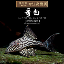 Fish era] Wild L190 Colombian Platinum Crown Leopard Special living ornamental fish except algae scavenger
