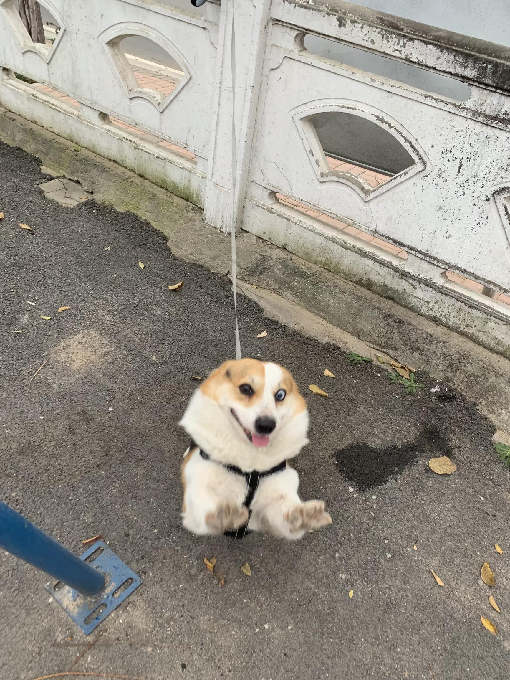 凯锐思犬主粮口碑怎样？详细解密有谁用过？