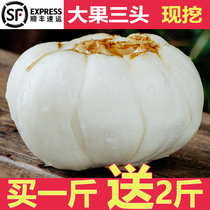 Lanzhou fresh Lily boutique super three-headed Emperor producing straight hair vacuum sulfur-free sweet dry 500g to help farmers