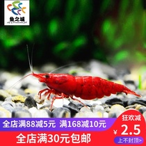 Extreme fire shrimp extreme fire shrimp live extreme fire shrimp baking paint flame shrimp rose shrimp cherry shrimp algae ornamental shrimp ornamental shrimp