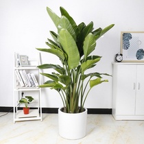 Paradise bird potted home Flower Nordic green plant Stelchan ins Hall courtyard blossom home Evergreen