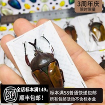 Smith hornflower golden tortoise specimen Eudicella smithi protozoan true beetle Stag Beetle Beetle Beetle