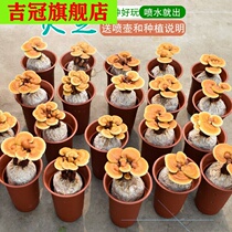 Living Ganoderma lucidum bonsai potted Ganoderma lucidum planting Ganoderma lucidum seedlings potted live fleshy green plants