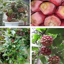 Fruit seeds Rare Fruit seeds Black Tiger seeds Bufona seeds Seedlings Fruit tree seeds