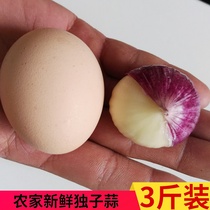 Hubei only child garlic new garlic sun-dried garlic fresh purple skin only head garlic garlic wet non-Yunnan only garlic 5