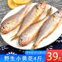 Small yellow croaker 4kg fresh frozen yellow croaker seafood aquatic aquatic chilled sea fish fish yellow fish sea fishing Qingdao fresh fish