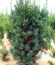 Sand-hidden yew seed Zhengzong Mandiya yep seed Northeast China Southern Northern yew tree seed