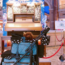 mothercart Japanese pet stroller pooch kittens out to foldable new wanride