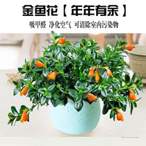 Goldfish flower hanging orchid potted plants indoor Four Seasons blossom constantly balcony office hanging flowers good green plants