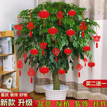 Bonsai red lantern ornaments interior decoration plants blessing characters small pendants New Years scene layout moved into a new house