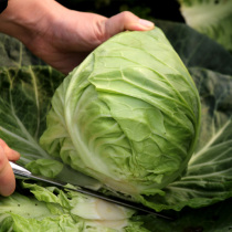 Cabbage vegetables fresh vegetable salad ready-to-eat cabbage cabbage cabbage 600g