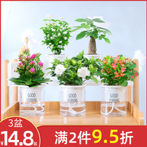 Jasmine Flower Potted Flowers Indoor Gardenia Flowers Green Robber Fortune Tree Office Wenzhu Small Green Plant Multi-Meat Plant