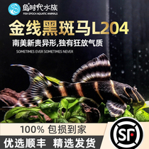 Fish era] South American Alien Wild L204 Gold Line Blackspot Marfish scavenger freshwater tropical ornamental fish living