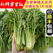 Fresh snow potherb snow vegetables snow Red Plum dried vegetables snow green vegetables Pickles sauerkraut farmers homemade 5kg